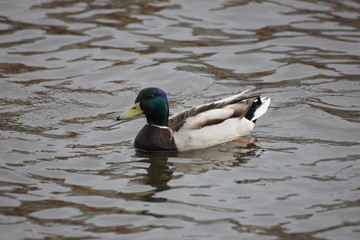river wild duck swims on the river