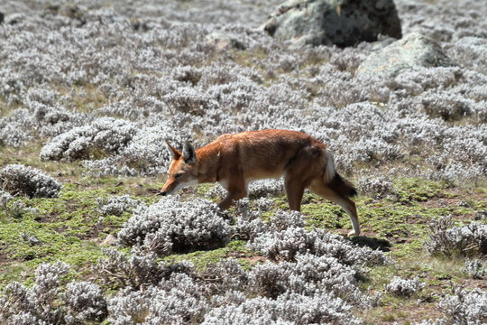 Fototapeta Der Äthiopische Wolf in den Bale Mountains von Äthiopien in Afrika 
