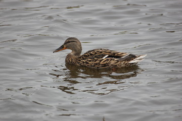 river wild duck floats on water