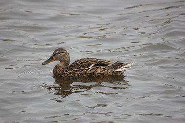 river wild duck floats on water