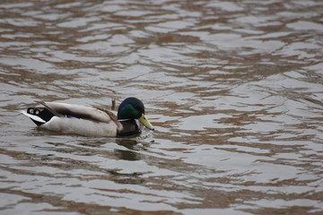 river wild duck swims on the river