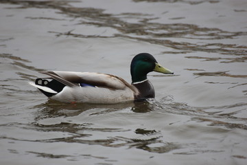 river wild duck swims on the river