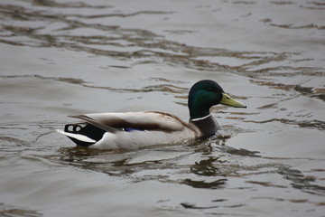 river wild duck swims on the river