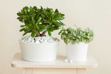 houseplant Crassula ovata jade plant money tree and fittonia in white pots