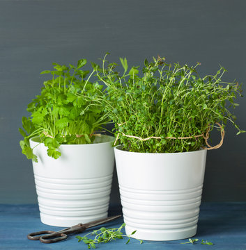 fresh thyme and parsley herbs in white pots