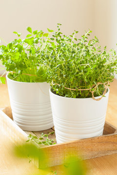 fresh thyme and parsley herbs in white pots