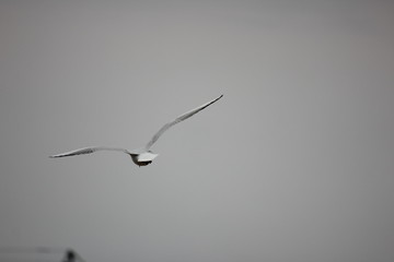 river gulls in flight over the river