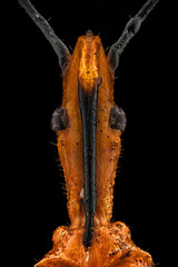 Extreme macro portrait of a Milkweed Assassin bug (Zelus annulosus). The Milkweed Assassin is considered for its potential as biocontrol agent in integrated pest management.