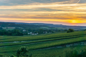 Fototapeta na wymiar Champagne Vineyards at sunset, Montagne de Reims, France