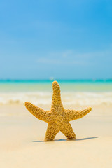 Starfish on the beach on a sunny day