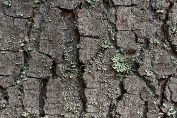 Grey and green lichen on tree