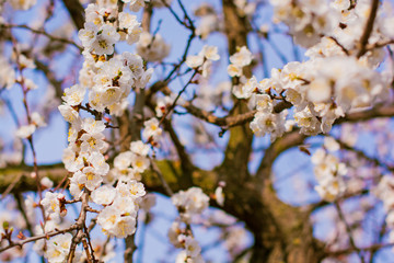 Beautiful and sunny spring apricot tree blossoms in a white color garden against a blue sky around fly bees and collect nectar