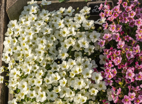 Osterblumen