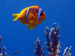 claun fish sea Nemo