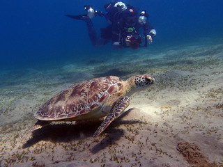 Fototapeta na wymiar turtle caretta diver sea