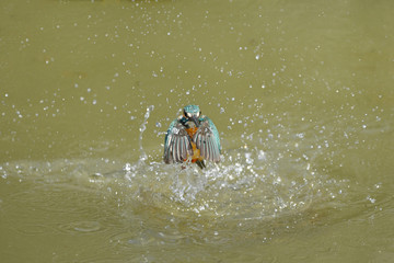 カワセミの水浴び