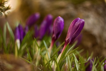 Beautiful spring crocus flowers with purple petals. Awakening nature. Spring messenger