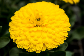 Pot Marigold (Calendula officinalis L.)