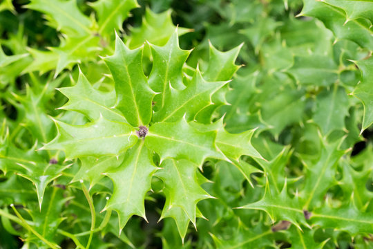 Ilex dimorphophylla (Okinawa holly)