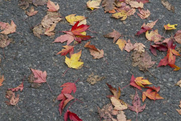 Autumn leaves on street