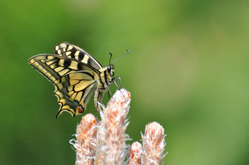 Common Yellow Swallowtail butterfly, Papilio machaon. Butterfly on branch with a green background