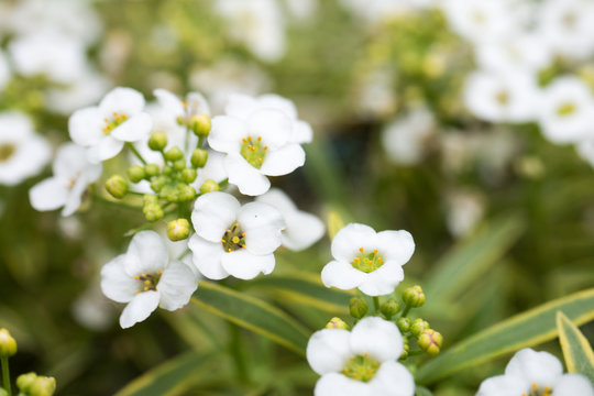 Lobularia hybrid