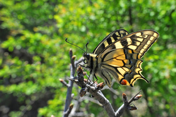 Common Yellow Swallowtail butterfly, Papilio machaon. Butterfly on branch with a green background