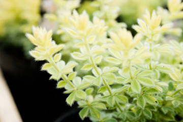 Lotus Hirsutus"Brimsutone"