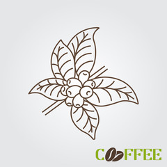 Line icon coffee plant with leaf and beans
