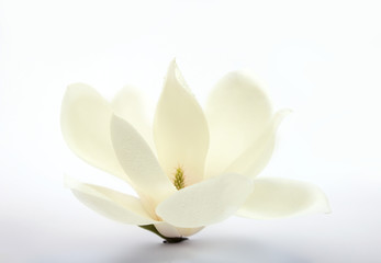white flowers background