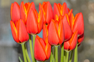 Red orange tulips flowers close up with yellow margins, close up isolated.