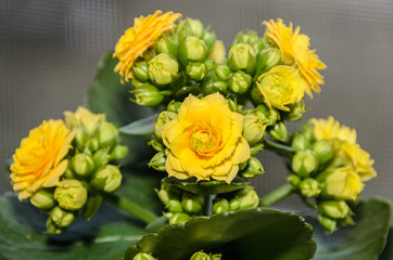 Yellow Calandiva flowers Kalanchoe, family Crassulaceae, close up,  bokeh background.