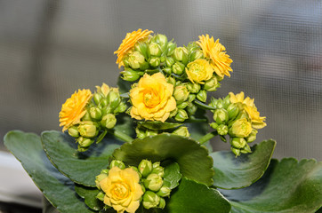 Yellow Calandiva flowers Kalanchoe, family Crassulaceae, close up,  bokeh background.