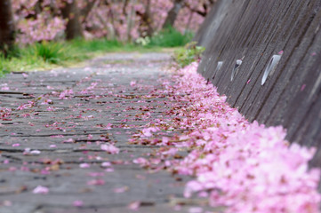 歩道脇に積もった桜の花びら