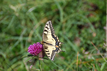Common Yellow Swallowtail collecting nectar on the flower. Papilio machaon in natural habitat