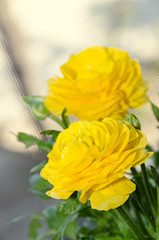 Yellow Ranunculus flower, Ranunculaceae family. Genus include the buttercups, spearworts, and water crowfoots. Close up, isolated