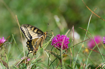 Common Yellow Swallowtail collecting nectar on the flower. Papilio machaon in natural habitat