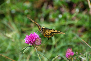 Common Yellow Swallowtail collecting nectar on the flower. Papilio machaon in natural habitat