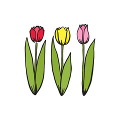 Hand drawn set of colorful tulips.