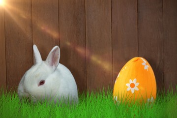 Composite image of rabbit against white background