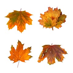 Naklejka na ściany i meble Set the autumn maple branch with leaves isolated