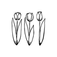 Hand drawn set of tulips.