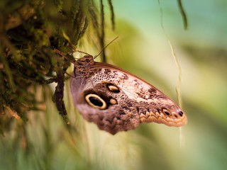 Beautiful tropical butterfly Caligo memnon