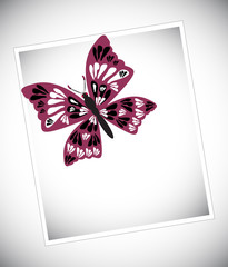 Colorful butterfly on white background