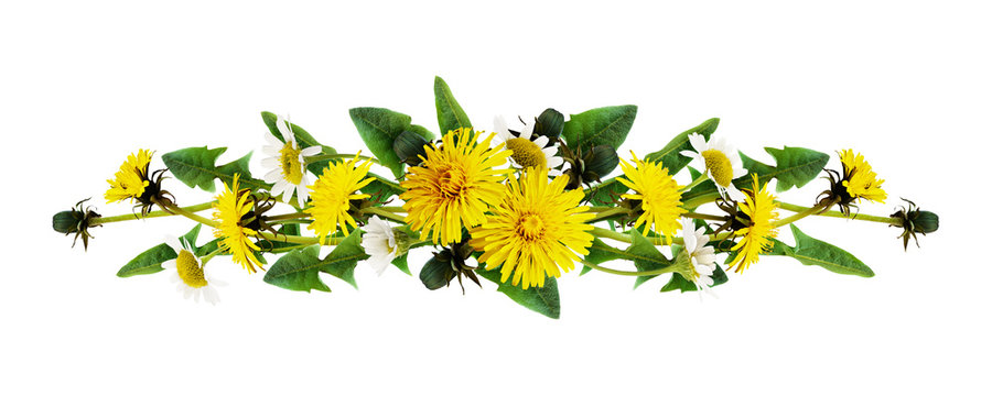 Fototapeta Dandelion and daisy flowers line arrangement