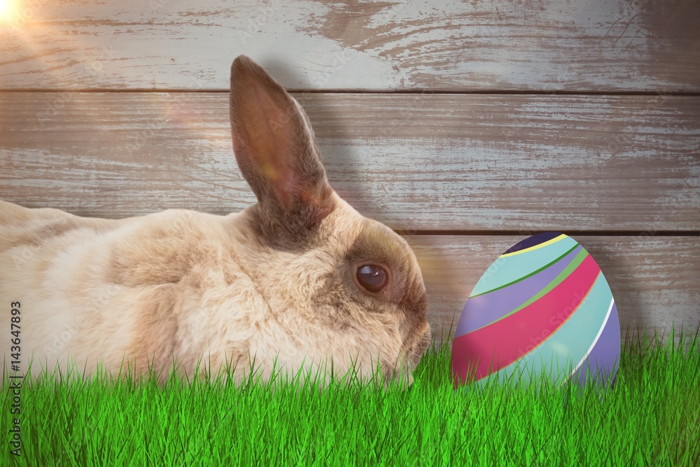 Poster composite image of side view of brown rabbit sitting