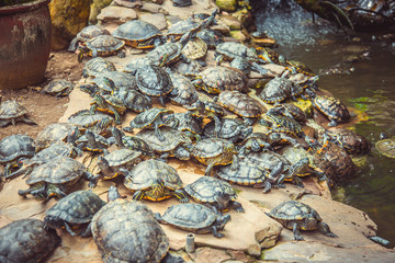 dwarf turtles sit on stones in the temple. Malaysia