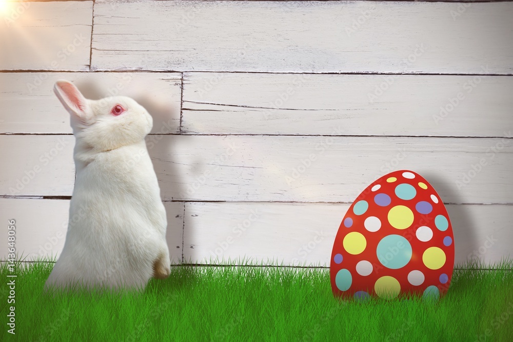 Poster composite image of side view of cute rabbit