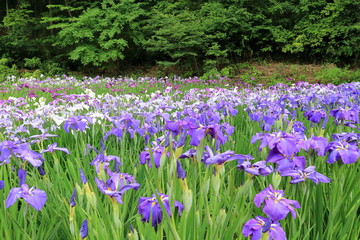 花菖蒲田