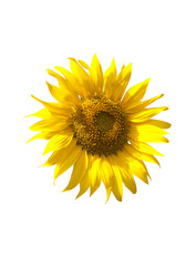 Sunflower isolate on white background
